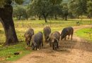 Hemmelighederne bag Iberico grisen