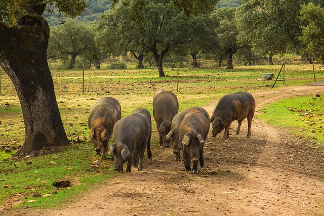 Hemmelighederne bag Iberico grisen